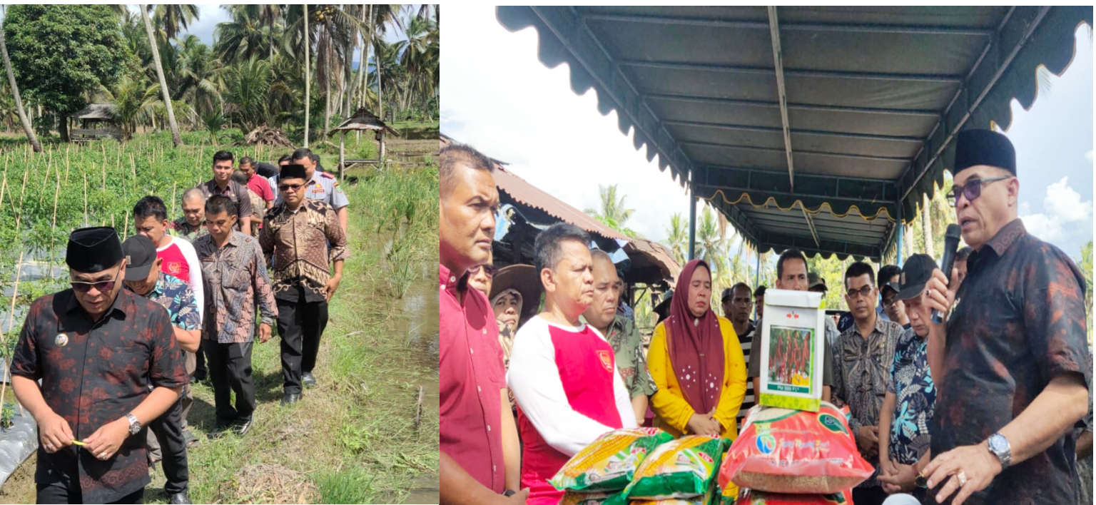 Bupati Madina bersama rombongan meninjau kebun cabe dan selanjutnya menyerahkan bantuan bibit kepada kelompok tani Karya Bersama di Desa Manyabar Jae. fhoto : Syahren.
