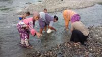 Sejumlah kaum ibu tampak mengumpulkan batu mangga di bantaran sungai aek pohon,fhoto : Syahren.