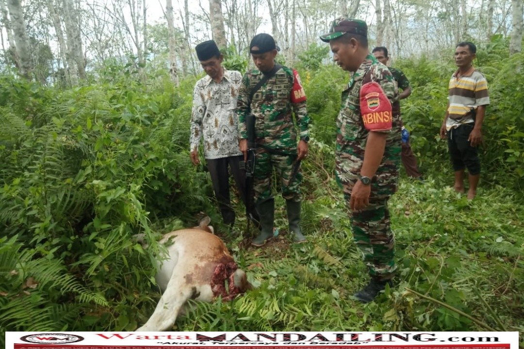 Warga dan anggota TNI menemukan sapi yang sudah mati dengan bekas luka di bagian leher dan punggung di perkebunan warga, Jumat (28/7/2023) fhoto : Warta Mandailing.
