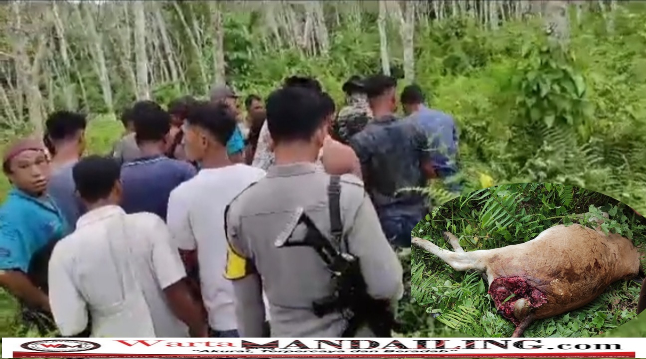 Anggota Polsek Kotanopan dan koramil 14 Kotanopan beserta warga terjun ke lokasi kejadian untuk memastikan sapi yang dimangsa harimau tersebut, Jumat (28/7/2023) fhoto : Warta Mandailing.