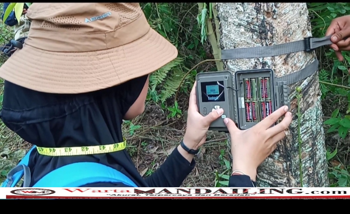 Pihak TNBG dan BKSDA memasang kamera Traf (Kamera monitor) di sekitar lokasi Harimau memangsa 2 sapi di Desa Gunungtua SM, Minggu (30/7/2023) fhoto : Istimewa.