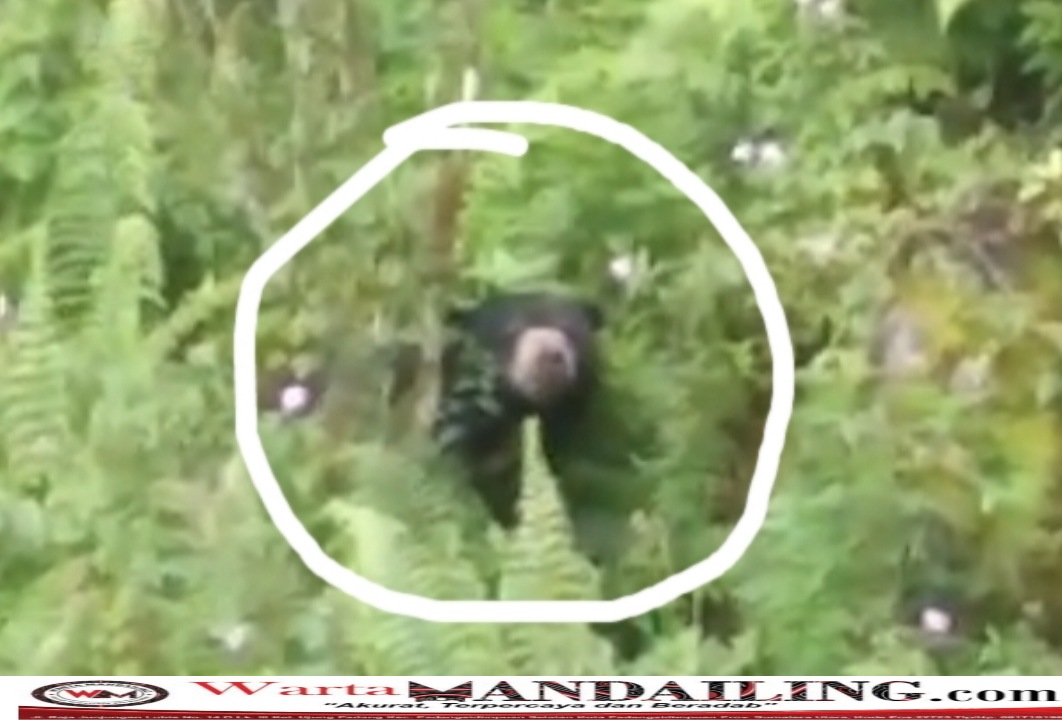 Diduga kelaparan seekor beruang nekat masuk ke pemukiman warga sopotinjak, poto diambil dari tangkapan layar video kiriman warga, Senin (7/8/2023) fhoto : istimewa.