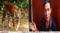 Efori Batee (45), seorang warga asal Desa Padang Sanggar, Kecamatan Tambangan, Kabupaten Mandailing Natal, diserang Harimau saat menyadap karet, Minggu (17/9/2023) fhoto petani : Munir Lubis/ fhoto Harimau : ilustrasi.