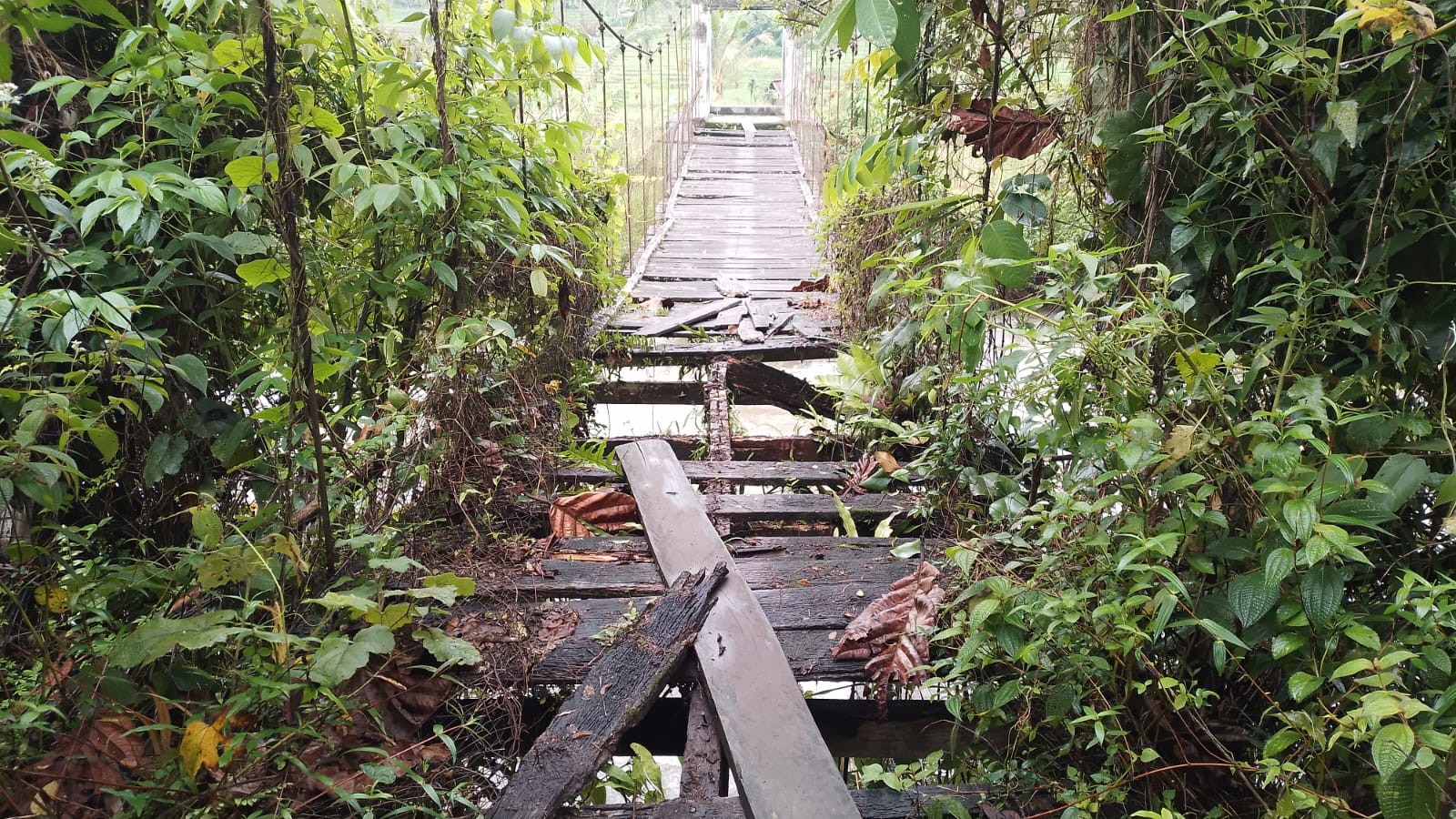 Lantai Jembatan Gantung patah dan Makan Korban Jiwa, diketahui Rambin tersebut akses warga menuju Persawahan Saba Bolak Desa Tolang,Kecamatan Ulupungkut. (Wartamandailing/Munir Lubis).