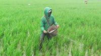 Seorang petani terpaksa membeli dan memberi pupuk non subsidi untuk tanaman padinya. Senin (6/11/2023) fhoto : Edwin/Wartamandailing.