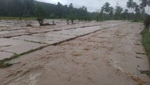 Diperkirakan ratusan hektar sawah warga gagal tanam akibat terendam banjir, Jumat (1/12/2023) fhoto : Istimewa.