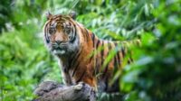 Harimau Sumatera, fhoto : Istimewa.