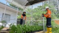 Area fasilitas khusus pembibitan tanaman (Nursery) di areal Tambang Emas Martabe , Batangtoru.Tapanuli Selatan. Sumut. Fhoto : Istimewa.